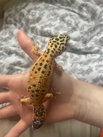 1 and a half year old leopard gecko
