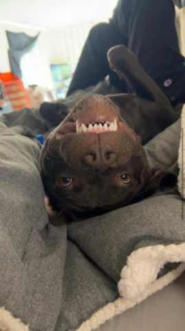 Labrador Retriever – Pitbull Lab Mix