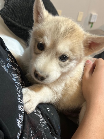 Alaskan Malamute – rehoming huskys