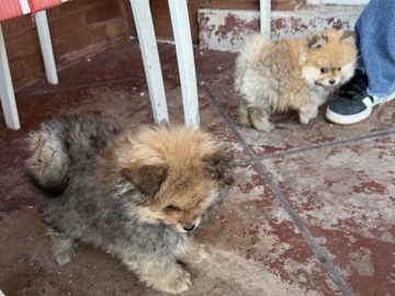 Pomeranian – Pomerania – Chicago