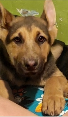 Old German Shepherd Dog – Germán Shepherd