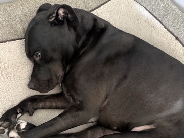 American Staffordshire Terrier – Friendly American Staffordshire Terrier – 3 Years Old – Virginia – Washington