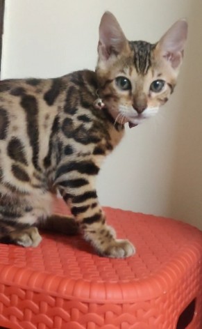 Bengal – Bengal Kitten For Sale