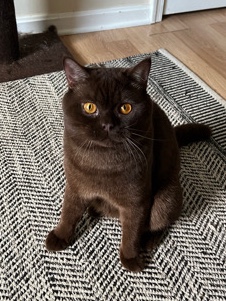 British Shorthair – Pure Bred Chocolate British Shorthair