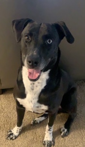 Labrador Retriever – Rehoming