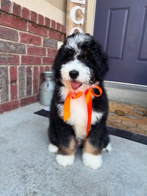 Cute golden doodles pups – Paramount