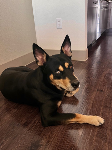 Australian Kelpie – Found Stray
