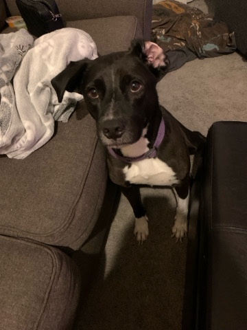 American Pit Bull Terrier – Need to rehome our baby boy 🥺