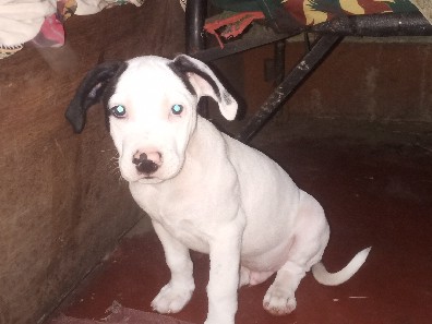 American Pit Bull Terrier – 2 month – Nagaon