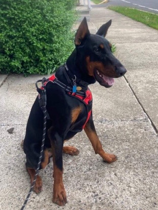 Doberman Pinscher – Doberman for sale