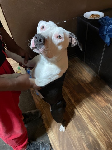 American Pit Bull Terrier – American pitbull terrier