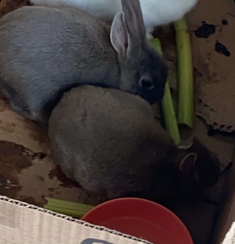 Lilac – bunny for sale