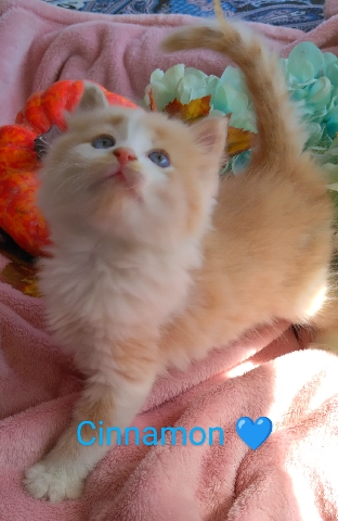 Maine Coon – Fluffy Kittens