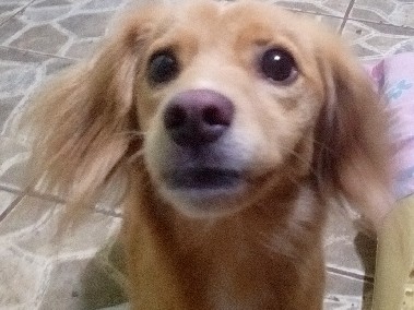 cachorro para adotar 0 reais