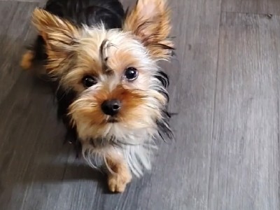 Yorkshire Terrier – Yorkshire Terrier-pink – Reading