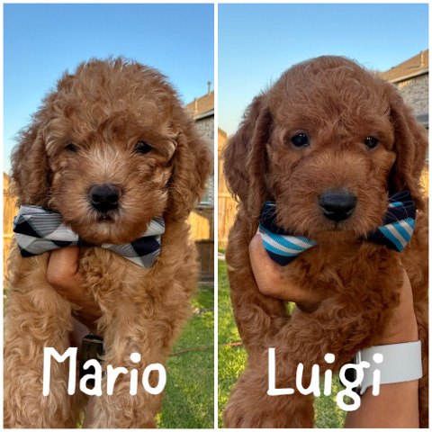 Micro Mini Labradoodle