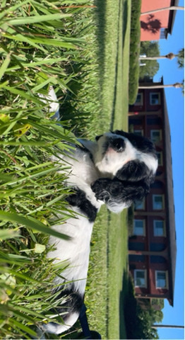 American Cocker Spaniel – cocker spaniel