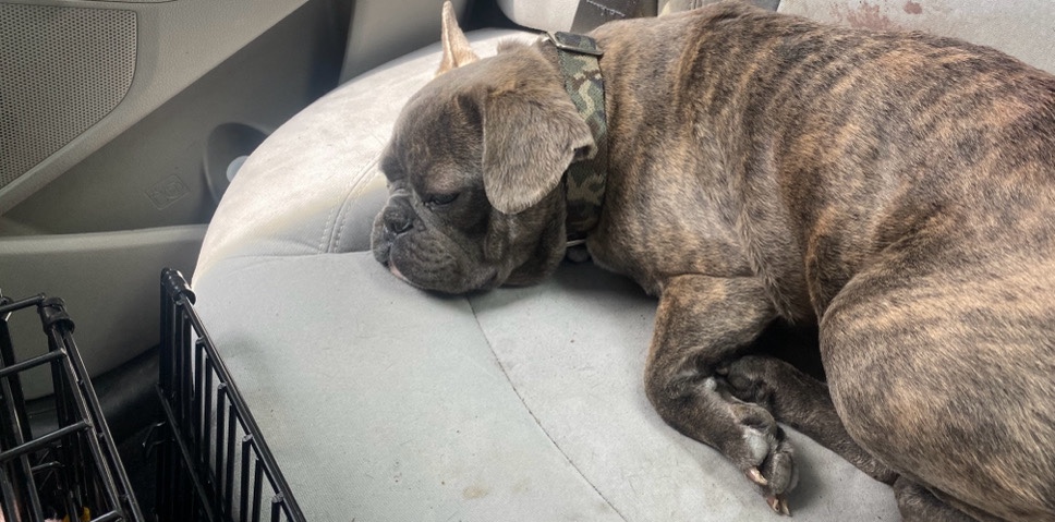 French Bulldog – french bulldog