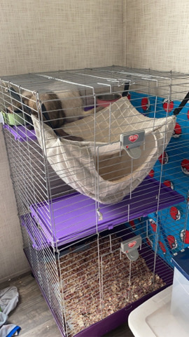 ferret – Ferrets need a home ASAP