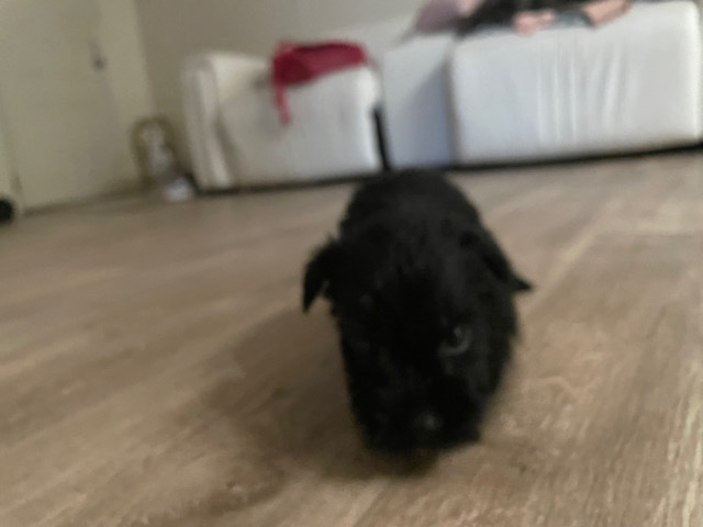 Miniature Schnauzer – Mini Schnauzer