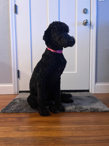 Poodle – Reya -Goldendoodle