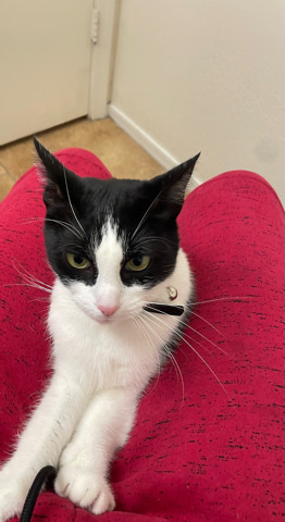 free cat