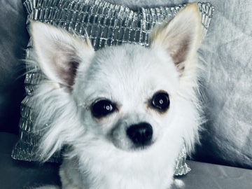 Chihuahua – Kiki is looking for forever home – New Carlisle