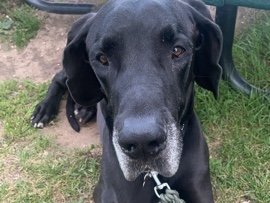 Great Dane – 5-Year-Old Male Great Dane Looking for Loving Home – Ottawa