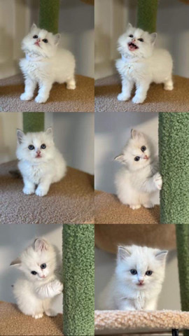 Ragdoll – Ragdoll Kitten (Female)