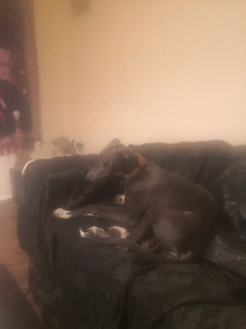 Greyhound – greyhound male for sale