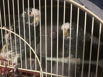 White-Capped Pionus Parrots 