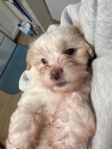 malti poo