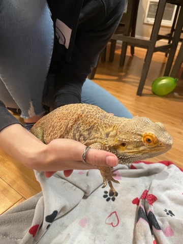 bearded dragon