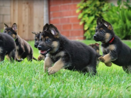 German Shepherd – German Shepard – San Bernardino