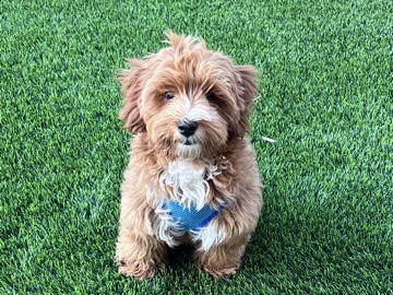 Goldendoodle – need to rehome a sweet mini goldendoodle – Mesa