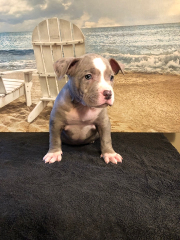 American Pit Bull Terrier – XL Bully Pups