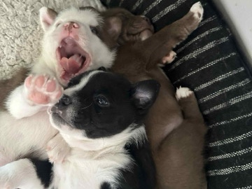 All - 🐶 Exotic American Micro Bully Puppies for Sale🐾 available for adoption in Cranbrook