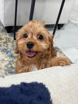 beautiful cavapoo male 4 months old