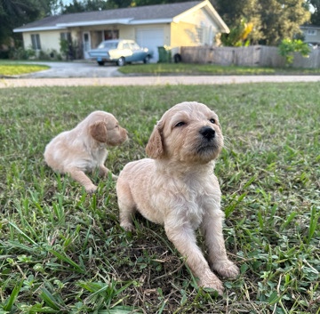 Poodle – Golden Doodle Puppies