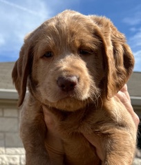 Labrador Retriever – labradoodles