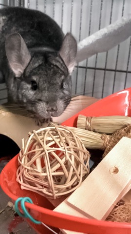 chinchilla – Female Chinchilla