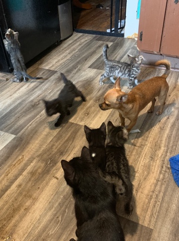 Kittens Needing New and Comfortable Homes