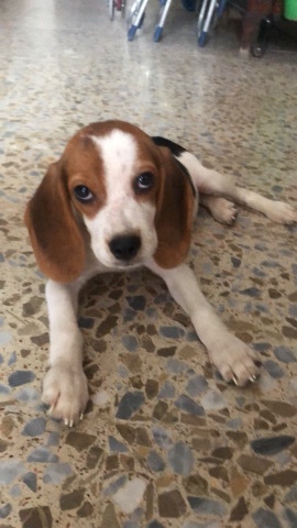 Beagle – beagle