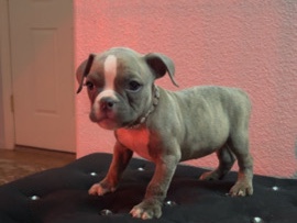 American Bulldog - bully pup looking for loving home  available for adoption in Las Vegas