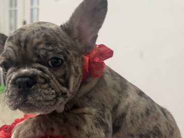 French Bulldog – Cachorros French Bulldog buscan hogar responsable 🏡 – Miami