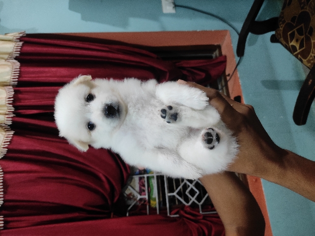 German spitz