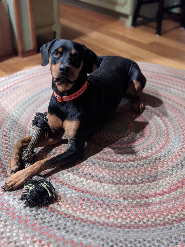 Rottweiler – Rottweiler/Doberman mix