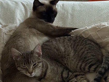 Siamese – Loving Bonded Pair of Indoor Cats – Must Stay Together (Siamese & Tabby) – Estacada