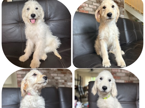 Goldendoodle – GoldenDoodles For Sale!!! – Vacaville