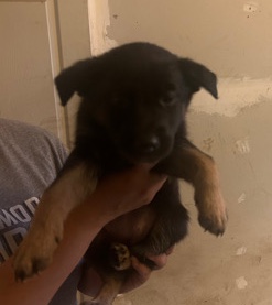 German Shepherd – German shepherd mix Belgian Shepherd